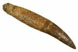 Fossil Plesiosaur (Zarafasaura) Tooth With Root #344877-1